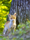 Red Fox, Fox Cub Standing Outside Den, Vaud, Switzerland Photographic Print by David Courtenay
