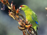 Red-Crowned Parakeet, Cyanoramphus Novaezelandiae Feeding on New Zealand Flax, New Zealand Fotografisk trykk av Robin Bush Red-Crowned Parakeet, Cyanoramphus Novaezelandiae Feeding on New Zealand Flax, New Zealand Fotografisk trykk av Robin Bush