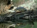 Raccoon Trying to Get Turtle, Procyon Lotor Montana Fotografisk tryk af Alan And Sandy Carey Raccoon Trying to Get Turtle, Procyon Lotor Montana Fotografisk tryk af Alan And Sandy Carey