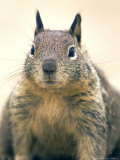 Beecheys Ground Squirrel, Close up Portrait, California, USA Photographic Print by David Courtenay