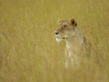African Lion, Female Sitting in Grass, Kenya, Africa Photographic Print by Daniel J. Cox