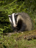 Badger, Climbing on Tree Stump, Vaud, Switzerland Photographic Print by David Courtenay