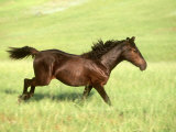 Morgan Horse, Running Montana Photographic Print by Alan And Sandy Carey