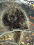 Porcupine in Aspen Tree in Autumn Lámina fotográfica por Daniel Cox Porcupine in Aspen Tree in Autumn Lámina fotográfica por Daniel Cox