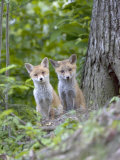 Red Fox, Fox Cubs Outside Den, Vaud, Switzerland Photographic Print by David Courtenay