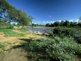 Helitropium Stevdnerii on Bank of Uaso Nyiro River, Africa Photographic Print by David Cayless