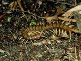 Giant Centipede, New Zealand Lámina fotográfica por Robin Bush Giant Centipede, New Zealand Lámina fotográfica por Robin Bush