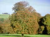 Horse Chestnut in Autumn, UK Photographic Print by Mike England