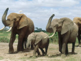 African Elephant, Smelling the Air, Kenya Photographie par Martyn Colbeck