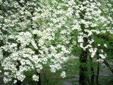 Dogwood Tree, Great Smoky Mnts National Park, USA Photographic Print by Willard Clay