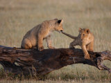 African Lion, Cubs Playing on Log, Kenya, Africa Photographic Print by Daniel J. Cox