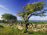 Windswept Tree and Dry Stone Wall, Dartmoor, UK Photographic Print by David Clapp