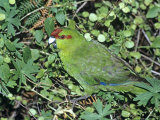 Red-Crowned Parakeet, Feeding, N.Zealand Fotografisk trykk av Robin Bush Red-Crowned Parakeet, Feeding, N.Zealand Fotografisk trykk av Robin Bush
