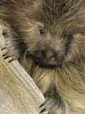 Porcupine, Portrait of Sub Adult on Log, Montana, USA Photographie par Daniel Cox