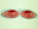 Paramecium Caudatum Undergoing Fission Photographic Print by David M. Dennis
