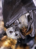 Grey-Headed Flying Fox, with Young, Australia Fotografisk trykk av Robin Bush Grey-Headed Flying Fox, with Young, Australia Fotografisk trykk av Robin Bush