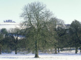 Horse Chestnut in Winter, UK Photographic Print by Mike England