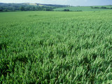 Wheat Field in Spring Photographic Print by Mike England