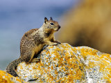 Beecheys Ground Squirrel on Rock, California, USA Lámina fotográfica por David Courtenay Beecheys Ground Squirrel on Rock, California, USA Lámina fotográfica por David Courtenay