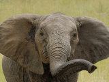 African Elephant, Portrait of Young Elephant, Kenya, Africa Photographie par Daniel Cox
