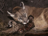 Mountain Lion, Female Giving Birth to Cubs, Rocky Mountains Photographic Print by Daniel J. Cox
