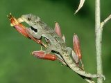 Duvaucels Gecko, Resting on Flax Flowers, New Zealand Fotografisk trykk av Robin Bush Duvaucels Gecko, Resting on Flax Flowers, New Zealand Fotografisk trykk av Robin Bush