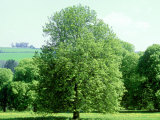 Horse Chestnut in Spring, UK Photographic Print by Mike England