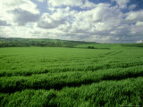 Wheat Field in Summer Photographic Print by Mike England