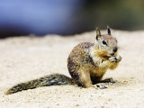 Beecheys Ground Squirrel, Feeding on Ground, California, USA Lámina fotográfica por David Courtenay Beecheys Ground Squirrel, Feeding on Ground, California, USA Lámina fotográfica por David Courtenay