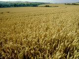 Wheat Field in Autumn Photographic Print by Mike England