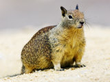 Beecheys Ground Squirrel, California, USA Lámina fotográfica por David Courtenay Beecheys Ground Squirrel, California, USA Lámina fotográfica por David Courtenay