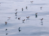 White-Vented Storm Petrels, Feeding, Ecuador Photographic Print by David M. Dennis