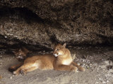 Mountain Lion, Adult and Young Cub in Den, Rocky Mountains Lámina fotográfica por Daniel Cox Mountain Lion, Adult and Young Cub in Den, Rocky Mountains Lámina fotográfica por Daniel Cox