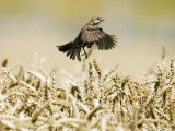 Sparrow, Flying Over Wheat Field, Switzerland Photographie par David Courtenay