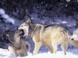 Gray Wolves, Submitting to Alpha Male, Montana Lámina fotográfica por Daniel Cox Gray Wolves, Submitting to Alpha Male, Montana Lámina fotográfica por Daniel Cox