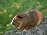 Smooth Coat Guinea Pig Photographic Print by Alan And Sandy Carey