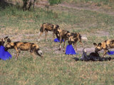 Wild Dog, Pack Investigating Blue Plastic, Botswana Photographie par Chris And Monique Fallows