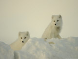 Arctic Fox, Along the Ice Edge of Hudson Bay, Near Churchill, Canada Photographic Print by Daniel Cox