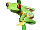 Red-Eyed Tree Frog Fotografie-Druck von David M. Dennis
