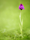 Pyramid Orchid, Devon, UK Photographic Print by David Clapp