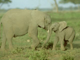 African Elephant, Young, Kenya Photographie par Martyn Colbeck