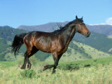 Montana Traveler Stallion Running, Montana Photographic Print by Alan And Sandy Carey