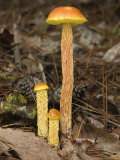 Shaggy-Stalked Bolete Mushroom, Near Cades Cove, Tennessee, USA Photographic Print by David M. Dennis