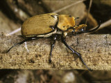 Rhinoceros Beetle, Panama Fotografisk tryk af David M. Dennis Rhinoceros Beetle, Panama Fotografisk tryk af David M. Dennis