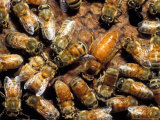 Honey Bees Photographic Print by David M. Dennis