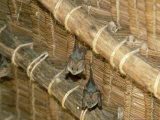 Yellow Wing Bats, Nairobi, Africa Photographie par David Cayless