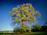 Oak in Autumn Photographic Print by Mike England