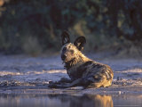 Wild Dog, Wet by Waterhole, Botswana Photographie par Chris And Monique Fallows