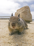 Beecheys Ground Squirrel, California, USA Lámina fotográfica por David Courtenay Beecheys Ground Squirrel, California, USA Lámina fotográfica por David Courtenay