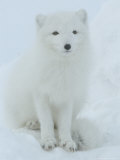 Arctic Fox, Along the Ice Edge of Hudson Bay, Near Churchill, Canada Lámina fotográfica por Daniel Cox Arctic Fox, Along the Ice Edge of Hudson Bay, Near Churchill, Canada Lámina fotográfica por Daniel Cox